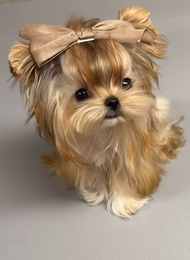 Biscuit the Yorkie mix puppy with a tan bow