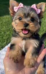 Daisy the Yorkshire Terrier puppy with pink bows