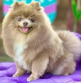 Max the Pomeranian smiling