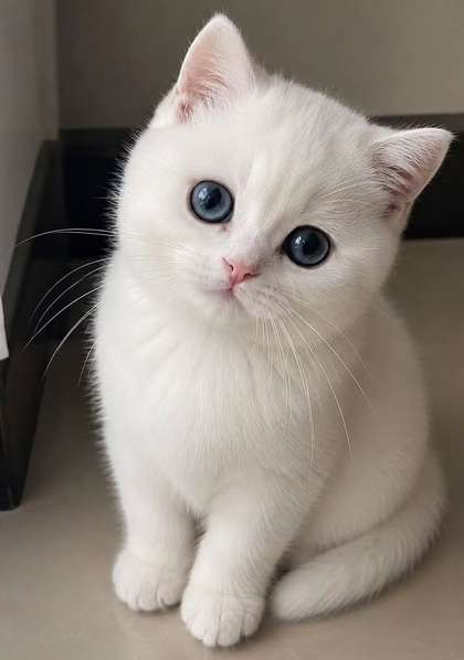 Snow the white kitten with blue eyes