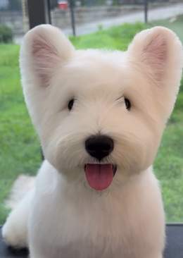 Snowy the West Highland Terrier with tongue out